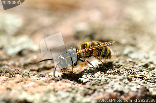 Image of Wasp