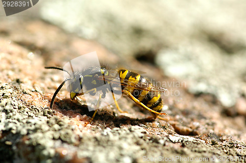 Image of Wasp