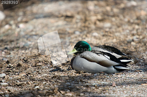 Image of Ducks