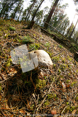 Image of Mushroom