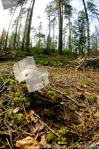 Image of Mushroom
