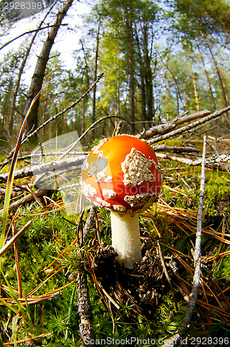 Image of Fly agaric