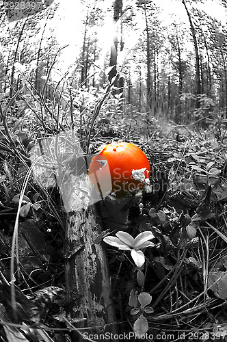 Image of Fly agaric