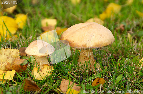 Image of Mushrooms