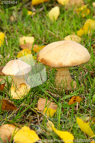 Image of Mushrooms