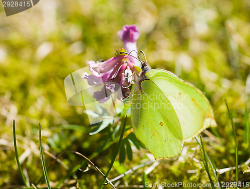 Image of Butterfly