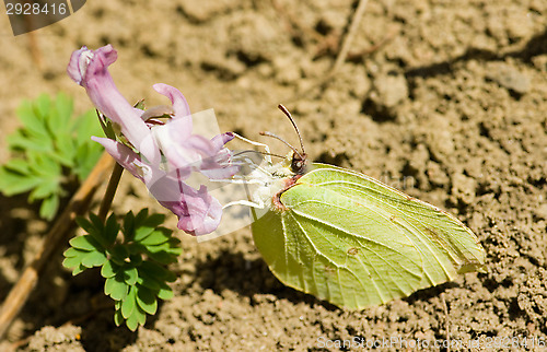 Image of Butterfly