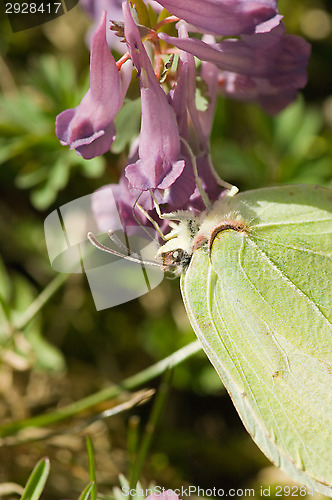 Image of Butterfly