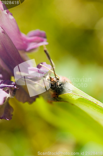 Image of Butterfly