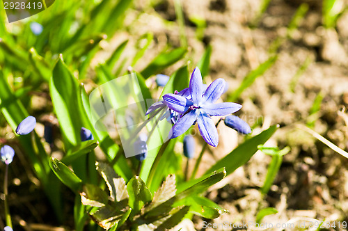 Image of Blossom