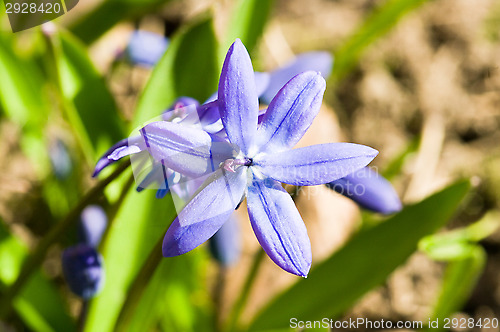 Image of Blossom