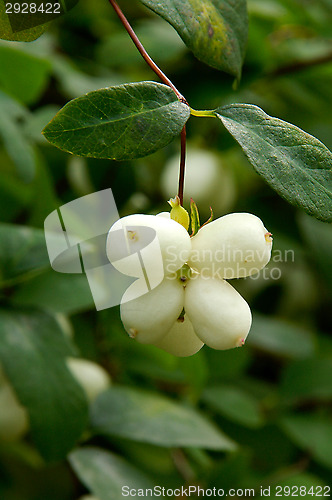 Image of Snow berry