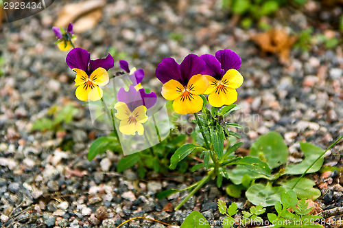 Image of Wild pansy