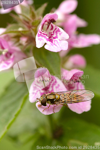 Image of Flower fly