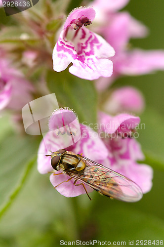 Image of Flower fly