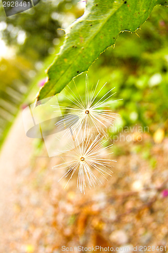 Image of Pollen