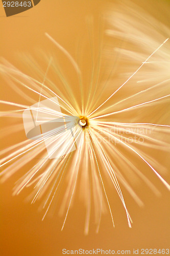 Image of Pollen