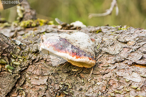 Image of Mushroom