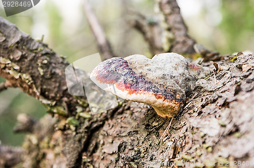 Image of Mushroom