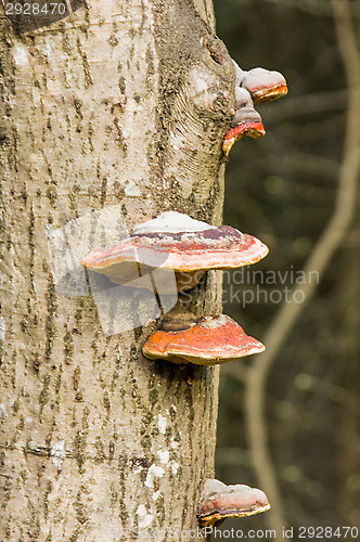 Image of Mushrooms