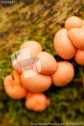Image of Mushrooms