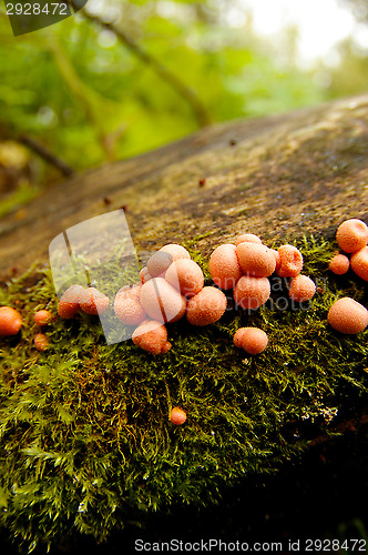 Image of Mushrooms