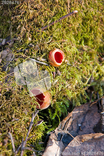 Image of Mushrooms