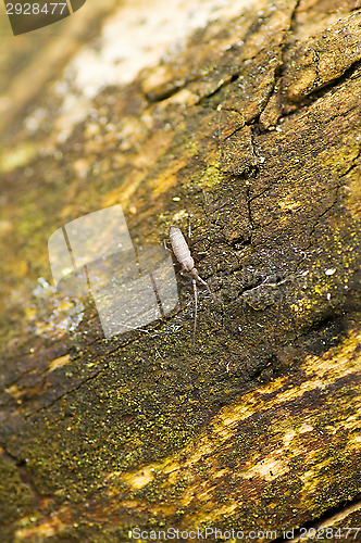 Image of Insect