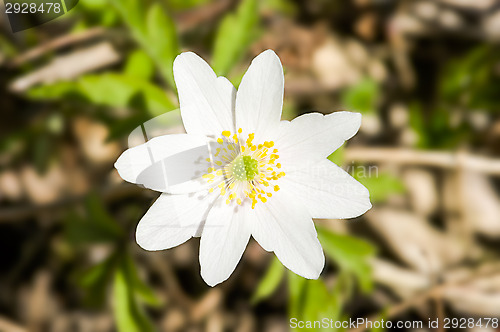 Image of Anemone