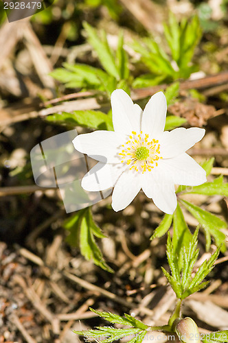 Image of Anemone