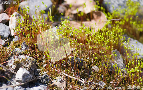 Image of Moss