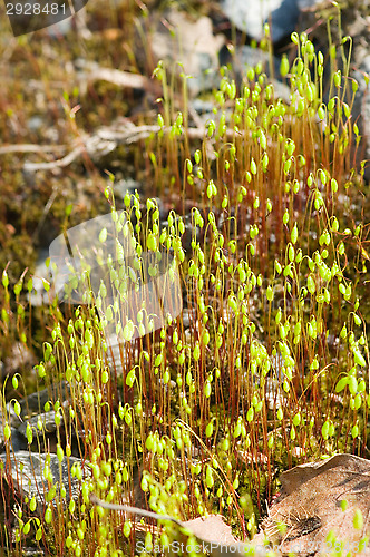 Image of Moss