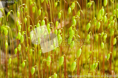 Image of Moss