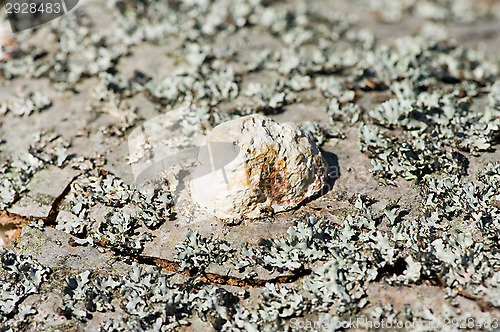 Image of Mushroom