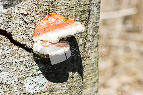 Image of Mushroom