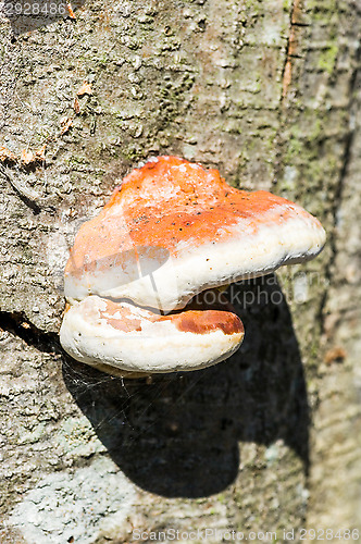 Image of Mushroom