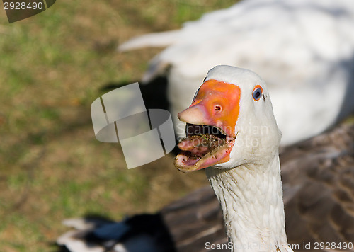 Image of Goose