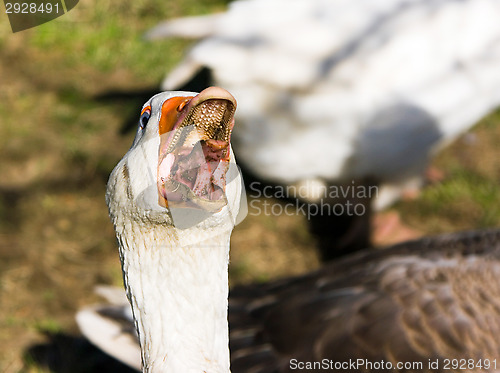 Image of Killer goose