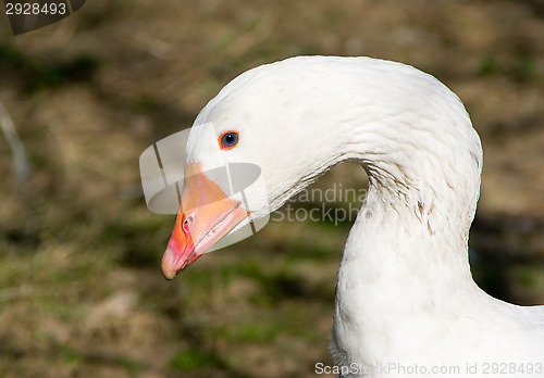 Image of Goose