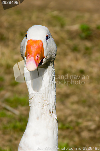 Image of Goose