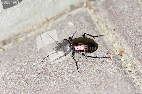 Image of Beetle