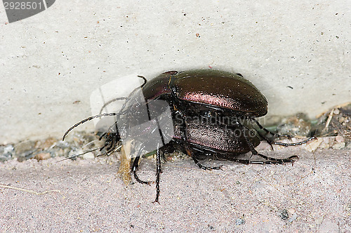 Image of Beetle