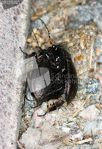 Image of Beetle