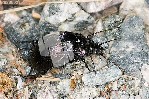 Image of Beetles