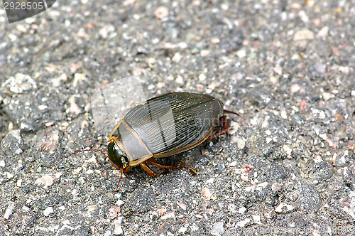 Image of Dytiscus marginalis