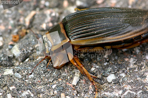 Image of Dytiscus marginalis
