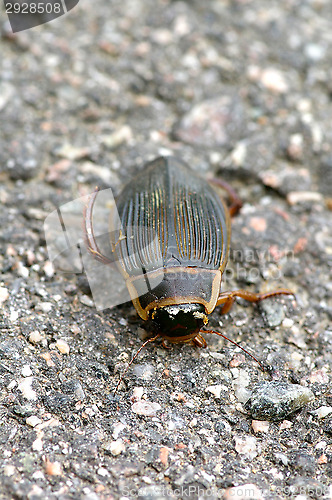 Image of Dytiscus marginalis