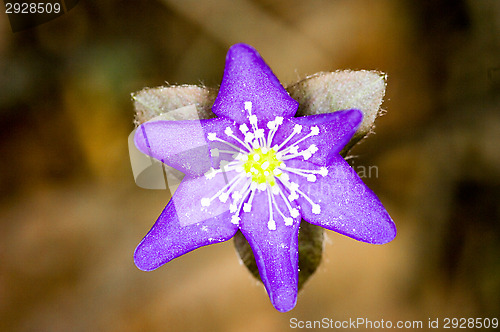 Image of Anemone