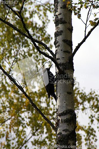 Image of Woodpecker