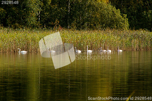 Image of Swans